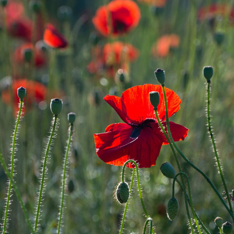 Flowers in the field